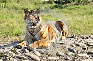 Hungry tigress photo