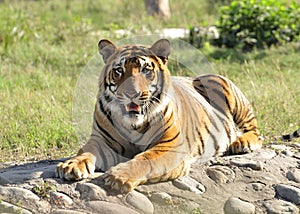Hungry tigress photo