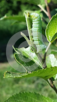 Hungry Tomato Caterpillar