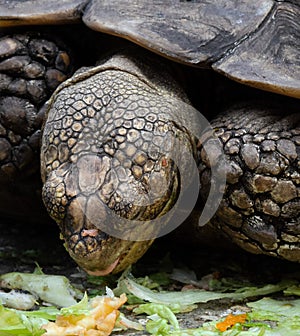 Hungry Tortoise Eating Lettuce Close Up