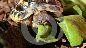 Hungry tortoise feeding lettuce leafs