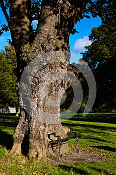 Hungry tree in Dublin`s park at Constitution hill. Dublin, Ireland Europe