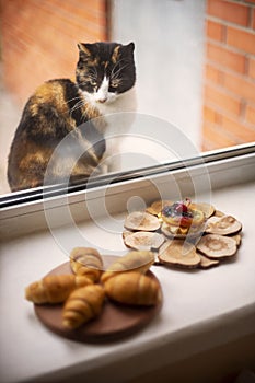 A hungry tricolor cat looks at sweet cakes and croissants through the window