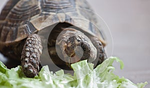 Hungry turtle