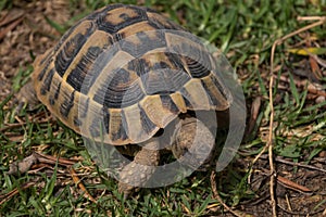 Hungry turtle eating lettuce