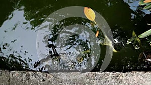 Hungry Turtles Being Fed Ripe Papaya Chunks