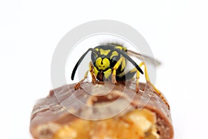 Hungry wasp