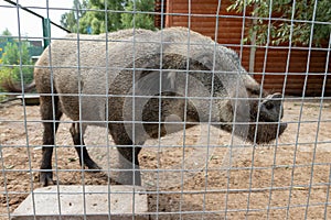 Hungry, weak and sick unhappy wild pig hog boar locked in a cage behind a metal fence and wants to go home, rescue of wild animals