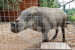 Hungry, weak and sick unhappy wild pig hog boar locked in a cage behind a metal fence and wants to go home, rescue of wild animals