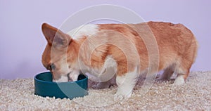 Hungry Welsh corgi Pembroke or cardigan dog greedily eats special diet food from a ceramic bowl on carpet at home