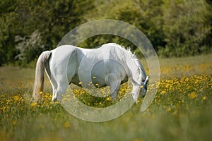 Hungry white horse eating in a field full of yellow flowers