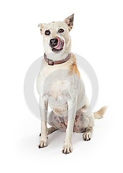 Hungry White Large Crossbreed Dog Licking Lips