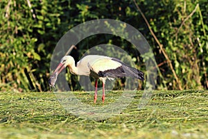 Hungry white stork hunting rat