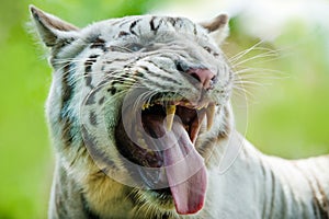 Hungry white tiger