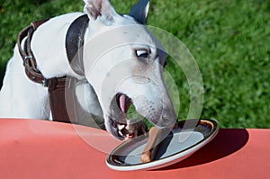 A hungry white whippet dog with a hungry facial expression grabs a sausage grom a plate on a table