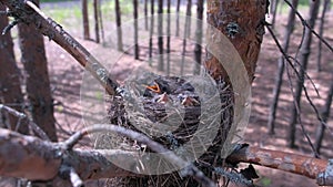 Hungry wild baby birds nesting in nest on tree with open beaks in forest.