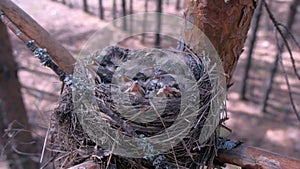 Hungry wild baby birds nesting in nest on tree with open beaks in forest.