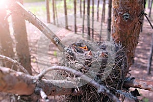 Hungry wild baby birds nesting in nest on tree with open beaks in forest.