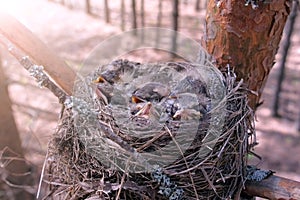 Hungry wild baby birds nesting in nest on tree with open beaks in forest.