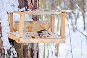 Hungry wild bird nuthatch on a tree
