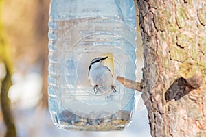 Hungry wild bird nuthatch on a tree