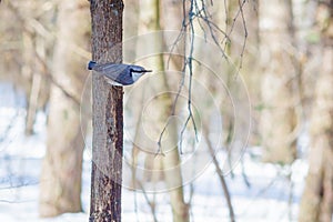 Hungry wild bird nuthatch on a tree