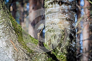 Hungry wild bird siskin on a tree