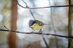 Hungry wild bird titmouse on a tree