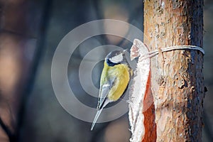 Hungry wild bird titmouse on a tree
