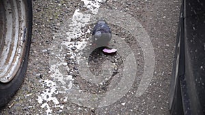 A hungry wild gray dove pecks a pink donut on an asphalt road next to a car