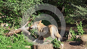 Hungry wild grey wolf in green forest biting tree. Furry canis lupus wolf hunting in bushy national park