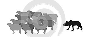 Hungry wolf sneaks up, approach behind back flock of sheep vector silhouette illustration isolated on white background.