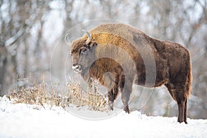 Hungry wood bison eating dry grass in the snowy wilderness