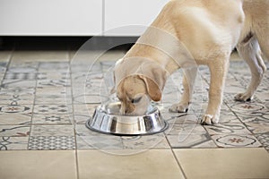 Hungry yellow labrador retriever eating dog food from metal bowl