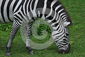 Hungry Zebra