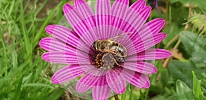 Hunny pink bee