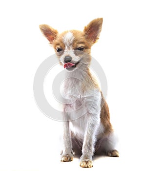 hunry funny face pomeranian puppy dog sitting on white background use for lovely funny pets animals