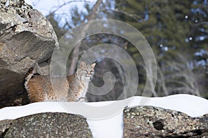 The hunt is on with bobcat photo