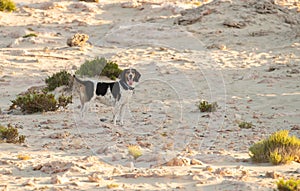 Hunt dog at Elafonisos island in Greece.