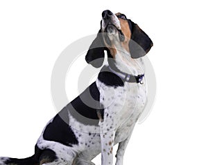 Hunt dog isolated on white background.