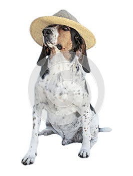 Hunt dog with long ears wearing a hat isolated on white.