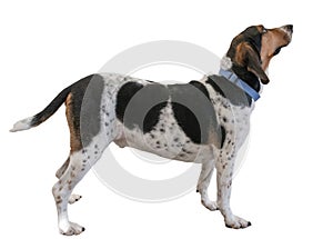 Hunt dog side view isolated on white background.