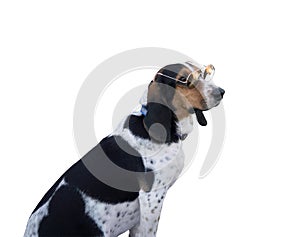 Hunt dog wearing sunglasses isolated on white background.