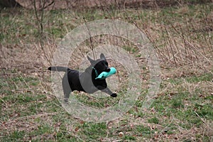 Hunt and Retrieve Training.