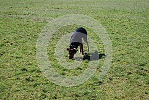 Huntaway dog 11 having a good time in an English meadow