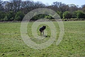 Huntaway dog 12 having a good time in an English meadow