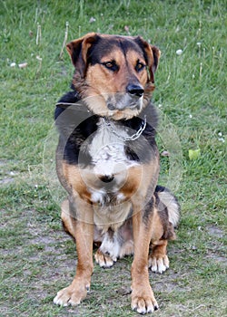 A Huntaway dog used for working sheep and cows.