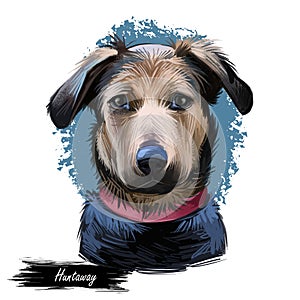 Huntaway, New Zealand Huntaway dog digital art illustration isolated on white background. New Zealand origin large tricolor