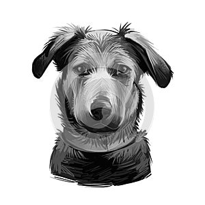 Huntaway, New Zealand Huntaway dog digital art illustration isolated on white background. New Zealand origin large tricolor