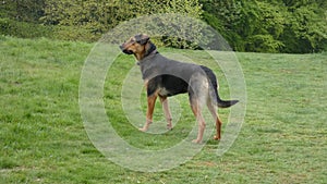 Huntaway at Work on Spring Morning 23